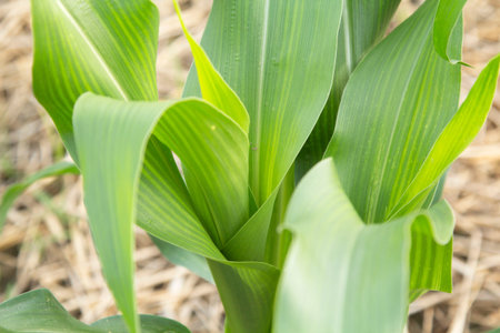 Green corn stalks growing on the ground in farmer's gardens are grown for sale and marketed as...