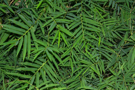 tiny green bamboo leaves with patterns and details on the surface form a shallow, crisp background image.の写真素材