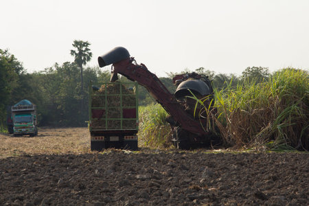 Sugarcane harvesters are harvesting farmer's produce to send factories to convert them into cane sugar for consumption and export to other countries as an industry and cash crop for sugar production.の写真素材