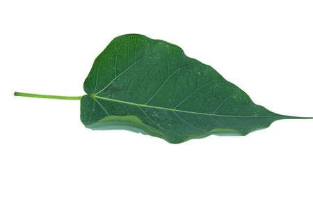 Green Bodhi Leaf-with pattern-straight-line-and-curve-patterns that are naturally beautiful as a buddhist tree on a separate white background.の写真素材