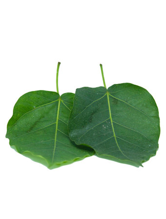 Green Bodhi Leaf-with pattern-straight-line-and-curve-patterns that are naturally beautiful as a...