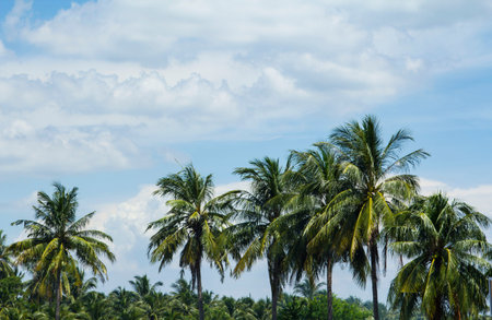 Sky-cumulus atmosphere that floats in the sky naturally beautiful on a sunny day with coconut palms...