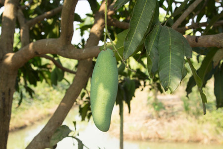Mango Barracuda is growing on the tree. Ready to harvest again soon to sell both raw and ripe in the gardens of many farmers. Chemical freeの写真素材