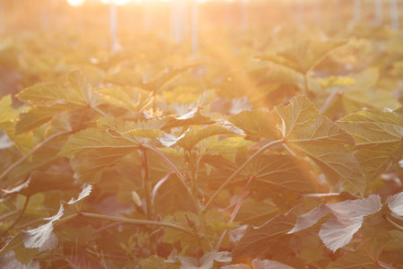 Okra is growing in farmer's gardens, where it is grown for sale and exported in the evening when the sun-warms up in winter before sunset.の写真素材