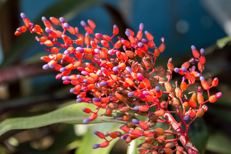 Crimson orchids and purple roe-like clusters on a blurred background are the most popular export...