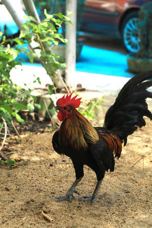 bantam or is a wild fowl with beautiful colors and nimbleness. But people have been raised as a beautiful animal looking for worms and insects on the grass, clear sky in summer.の写真素材