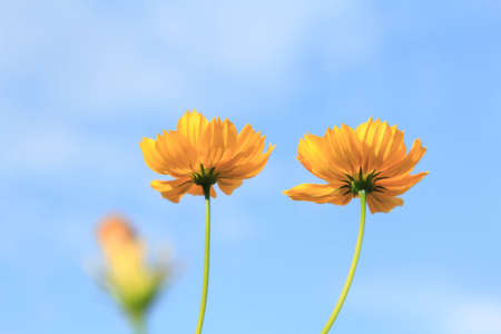 Beautiful yellow cosmos flowers on blue sky background in the  in the farmer's garden. It is planted next to the house and grows naturally beautiful  -bees and insects swarming -nectar and pollen.の写真素材