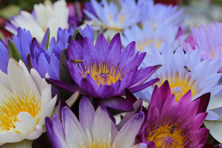 lotus whose bees suck nectar. Beautiful natural white-purple-light green lotus. A lotus with yellow pollen that grows in a pot in front of the house.の写真素材