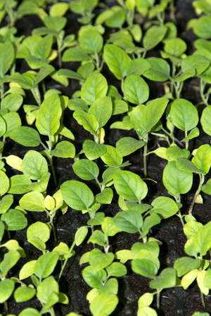 Small saplings of various species that farmers grow for planting and propagating them to grow to produce produce and food for consumption and to be sold in the fresh vegetable market.の写真素材