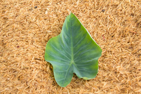 Taro leaves have a pattern and patterns on natural leaves created on a yellow background and a pile of rice husk that was designed to shoot using natural light in the morning, warm light.の写真素材