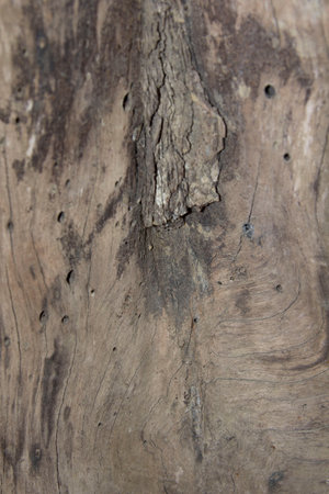Older logs with naturally occurring fungi with naturally beautiful erosion and borer bites are a natural cycle to create and destroy.の写真素材