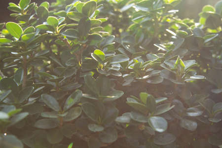 Boxwood - Small green foliage is a very decorative garden plant. The evening sunlight shines warmly against the blurred background and the beautiful bokeh in the evening atmosphere.の写真素材