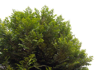 Terminalia ivorensis- A tree native to the forests of West Africa. with many small leaves used to decorate shady gardens - on a white backgroundの写真素材