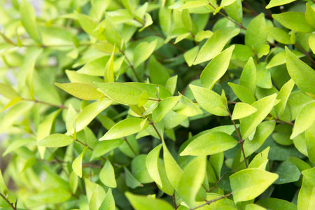 orange and green Christina trees are planted for garden decorations and as natural beautifying garden walls and beautifying gardens to produce oxygen, purify the air and purify naturの写真素材