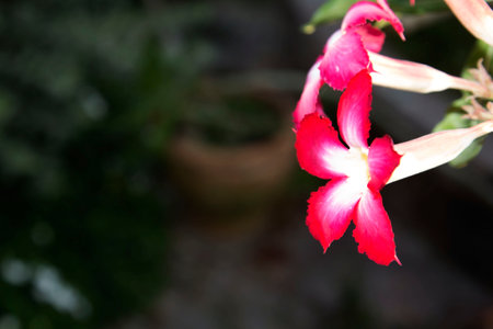 Watch the beautiful red azalea flowers bloom naturally in the evening against a blurry background in the backyard-warm sunlight.の写真素材
