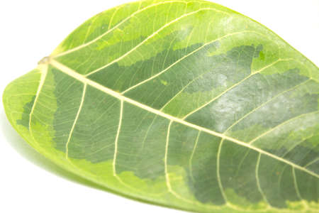 Indian polka dotted rubber tree is a tree with beautiful yellow-green leaves that are commonly planted to decorate the garden. Leaves with ornamental linear detail - white background.の写真素材
