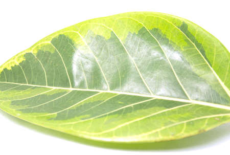 Indian polka dotted rubber tree is a tree with beautiful yellow-green leaves that are commonly planted to decorate the garden. Leaves with ornamental linear detail - white background.の写真素材