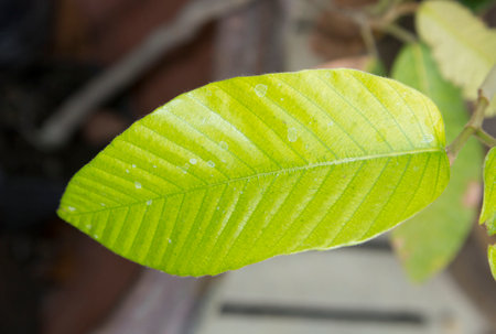 Single green leaves with clear linear details. large background It is a very distinctive leaf that is the only leaf that can see the details clearly.の写真素材