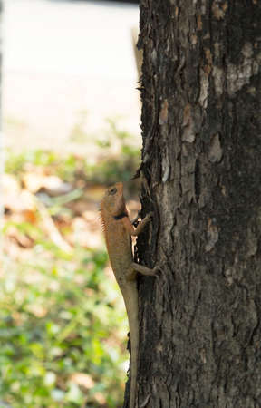 Lizards - Reptiles and eat insects. Climbing trees in search of food to save lives. It is a ferocious and frightening beast. and is an insectivorous animal for the ecosystemの写真素材