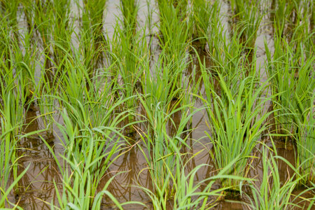 green rice plants grown in the rice fields are ready to be harvested soon for distribution and export across Asia-Europe for the production of starch and foodstuffs as a Thai rice variety.の写真素材