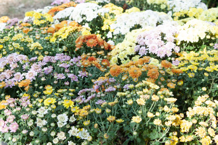 chrysanthemum, a variety of beautiful colors that farmers grow for sale to people who love trees and nature to decorate the house in the garden beautifullyの写真素材