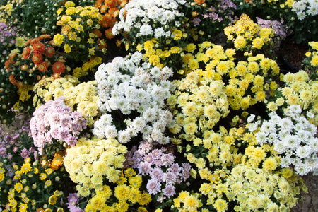 chrysanthemum, a variety of beautiful colors that farmers grow for sale to people who love trees and nature to decorate the house in the garden beautifullyの写真素材
