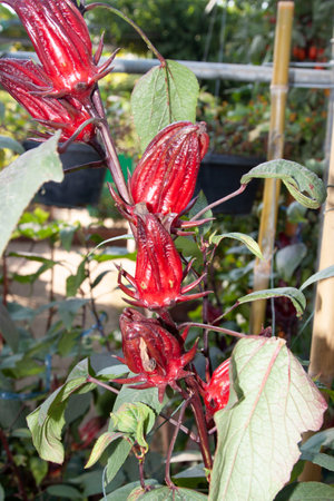 red okra that is growing in nature and ready to be harvested for processing and processing into food and beverages for consumption is a natural and flavorful product suitable for making beverages.の写真素材