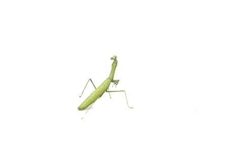 Praying Mantis (Religious Mantis), isolated on white background, is a cute animal and a herbivorous herbivore.の素材