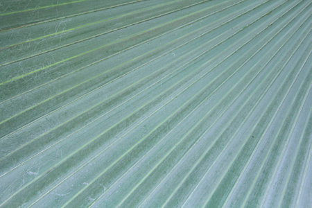 Palm trees, green elephants and very large leaves with many straight lines on the leaves planted for sale and beautify the garden.の素材