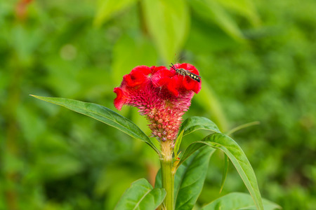 Flower with bee drinking nectar.の写真素材