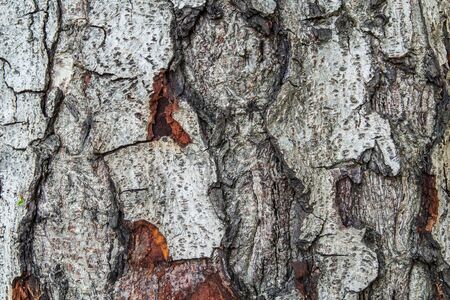 The bark of the tree taken from a tree in a park with trees many of the public have a beautiful pattern.の写真素材