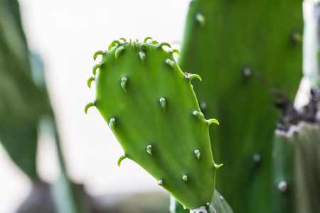 This is a cactus flat. The color is green.の写真素材