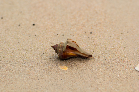 This is a shell on the beach. The color is brown.の写真素材