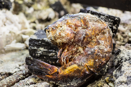 The shrimp is burned by a fire. It is burnt. We can't eat it otherwise we will have risk about cencer.の写真素材