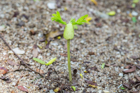 This is a Tamarind young plant. In the future it will grow to the big tree.の写真素材