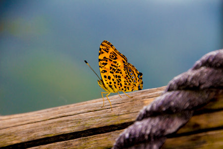 Butterfly on a wooden bridge in the rainforest of Costa Ricaの写真素材