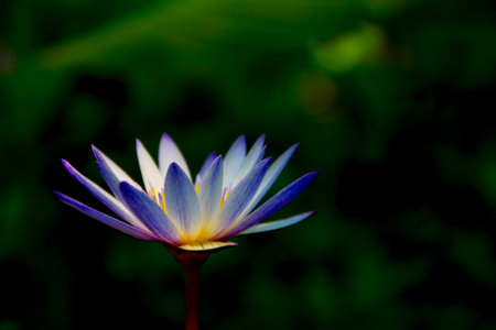 Lotus flower in the pond with green leaf background, Thailand.の写真素材