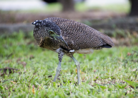 Black-crowned Night Heron (Nycticorax nycticorax)の写真素材