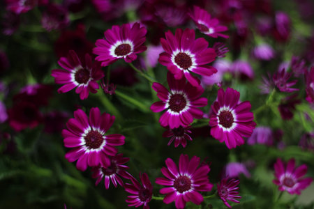 Purple daisies in a botanical gardenの写真素材