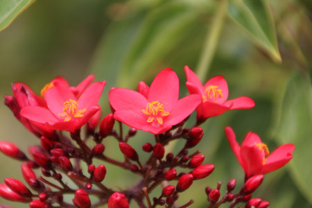 Close up of red Ixora coccinea flower in gardenの写真素材