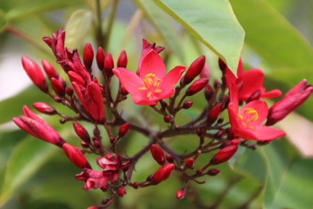 Close up of Ixora coccinea flower blooming in the gardenの写真素材