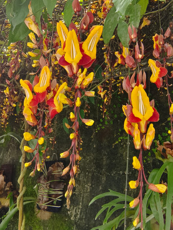Beautiful yellow and red orchid in the garden, Taiwan.