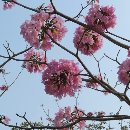 Tabebuia rosea is a pink flower in the tree.