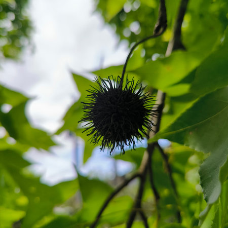 Black Sea Urchin on the branch of a tree in the garden