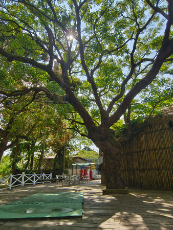 Tropical garden with big tree at sunny day, Taiwan.の写真素材