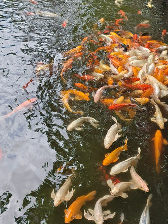 Colorful koi fish swimming in the pond.の写真素材
