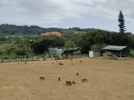 Cattle in the paddock of a farm in the countryside.の写真素材