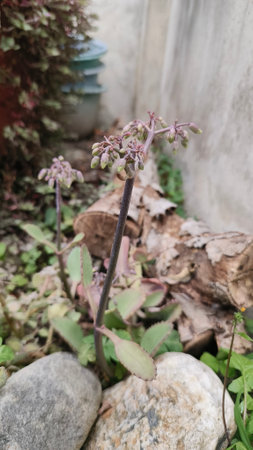 beautiful botanical shot, natural wallpaperの写真素材