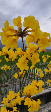 Beautiful yellow flower in the rice field in the rainy season.の写真素材