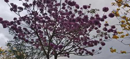 purple flowers on a tree in the garden, beautiful photo digital picture